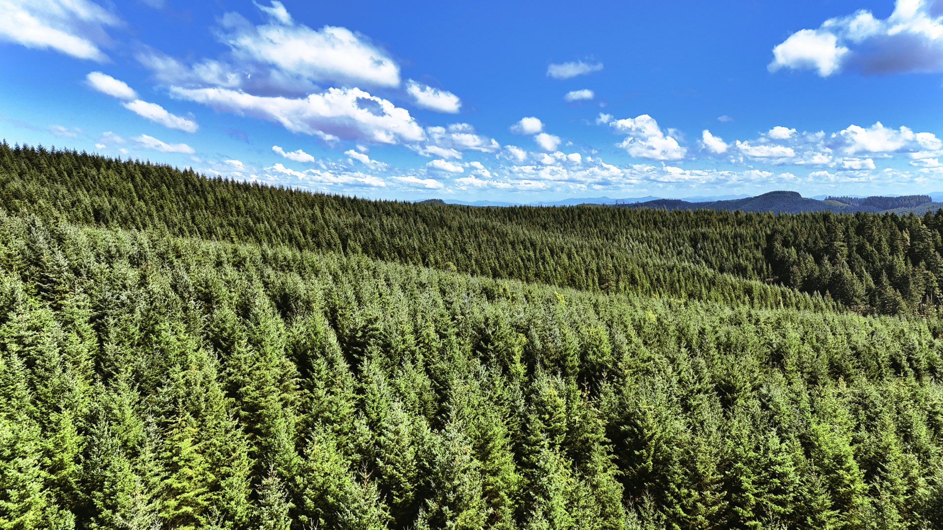 Sunlight filtering through a green forest canopy